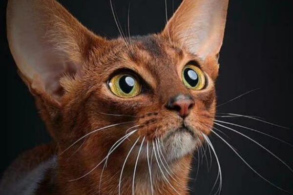 世界上血统最高贵的猫：阿比西尼亚猫(诞生于四千年前)229 / 作者:UFO爱好者 / 帖子ID:89963