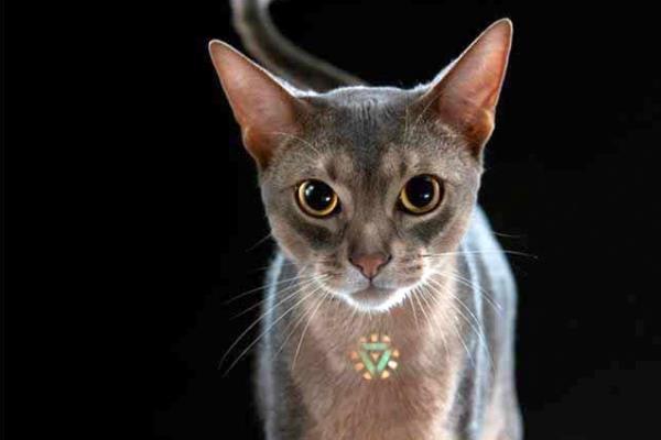 世界上血统最高贵的猫：阿比西尼亚猫(诞生于四千年前)486 / 作者:UFO爱好者 / 帖子ID:89963
