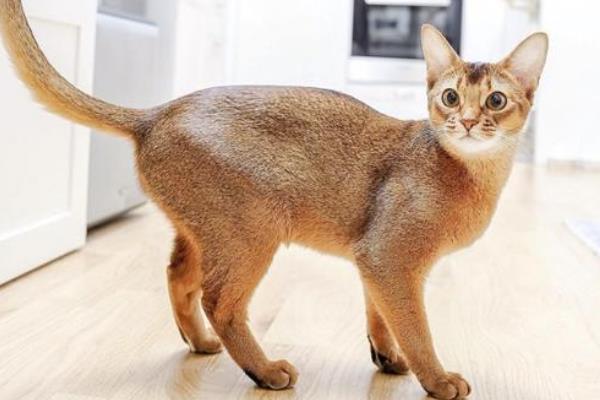 世界上血统最高贵的猫：阿比西尼亚猫(诞生于四千年前)175 / 作者:UFO爱好者 / 帖子ID:89963