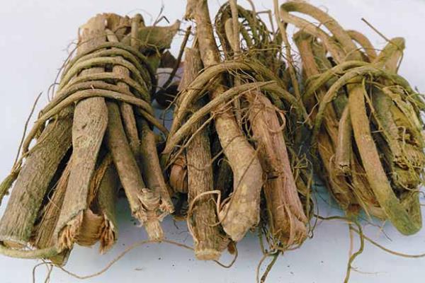 牛奶树根有什么功效及作用?煲汤煮粥的好配料(健胃去火)474 / 作者:UFO爱好者 / 帖子ID:73710