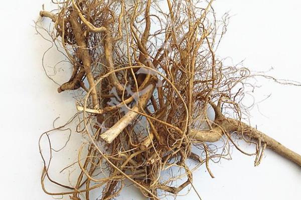 牛奶树根有什么功效及作用?煲汤煮粥的好配料(健胃去火)429 / 作者:UFO爱好者 / 帖子ID:73710