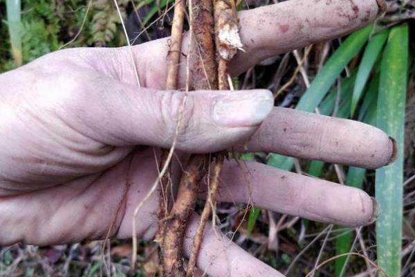 牛奶树根有什么功效及作用?煲汤煮粥的好配料(健胃去火)594 / 作者:UFO爱好者 / 帖子ID:73710