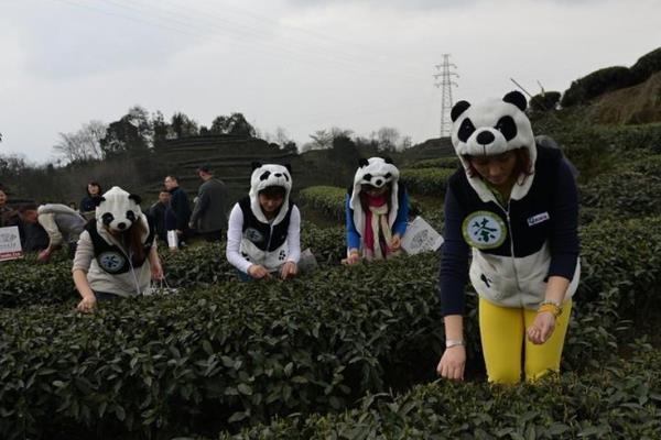 熊猫茶是什么?每公斤价值44万元(用熊猫粪便灌溉而成)703 / 作者:UFO爱好者 / 帖子ID:73608