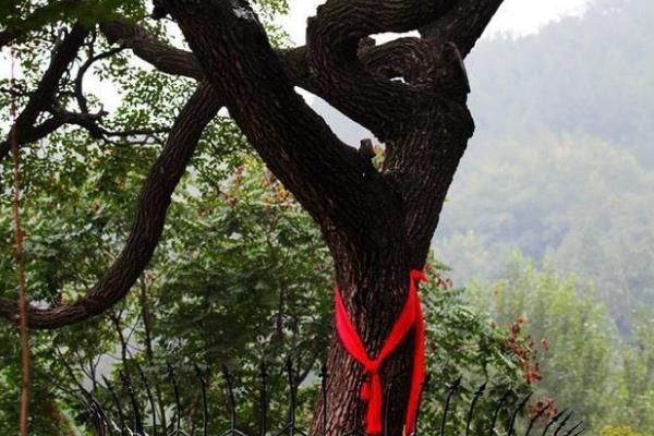 降龙木是什么树?被穆柯寨封为神木(树皮长有六道棱)410 / 作者:UFO爱好者 / 帖子ID:70846