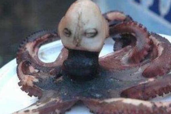 印尼章鱼人还活着吗?一动不动疑似被煮熟(身体长五官)559 / 作者:UFO爱好者 / 帖子ID:99587