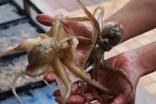 印尼章鱼人还活着吗?一动不动疑似被煮熟(身体长五官)281 / 作者:UFO爱好者 / 帖子ID:99587