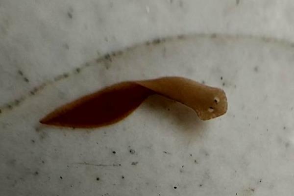 涡虫对人有危害吗?无法寄生在人体内(只喜欢潮湿土壤)340 / 作者:UFO爱好者 / 帖子ID:70677