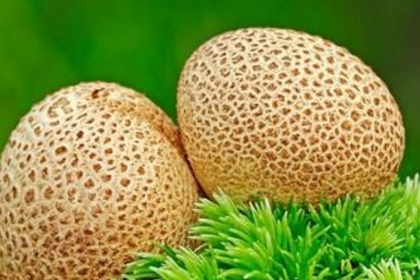 马勃菌切开是黑色的可以吃吗?橙黄硬皮马勃菌(不能吃)838 / 作者:UFO爱好者 / 帖子ID:72827