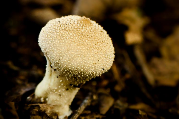 马勃菌切开是黑色的可以吃吗?橙黄硬皮马勃菌(不能吃)694 / 作者:UFO爱好者 / 帖子ID:72827