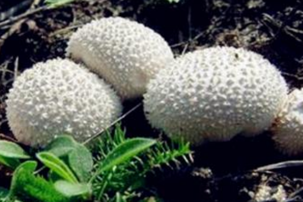 马粪包:具有良好止血效果的菇类(药用价值极高)403 / 作者:UFO爱好者 / 帖子ID:72635