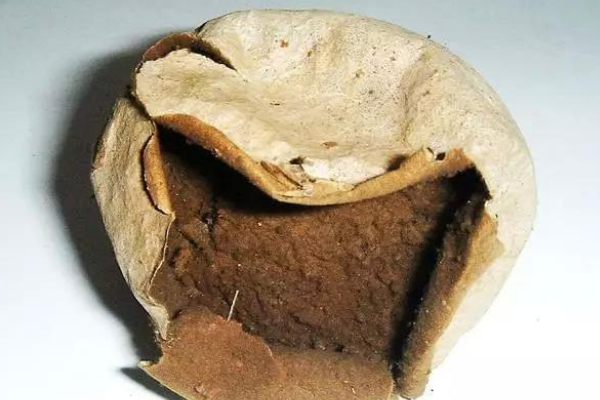 马粪包:具有良好止血效果的菇类(药用价值极高)651 / 作者:UFO爱好者 / 帖子ID:72635