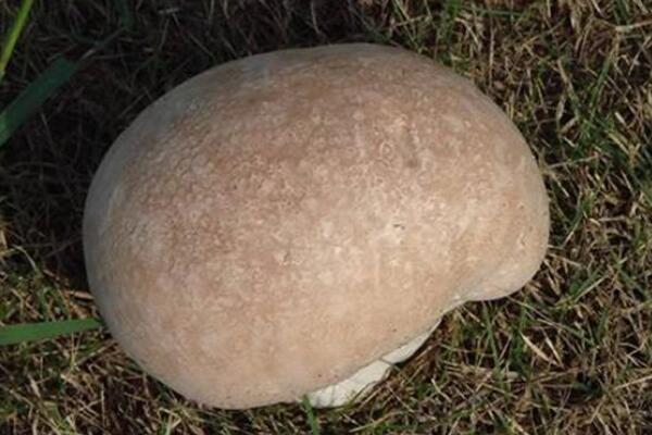 巨形秃马勃:一种大如足球的蘑菇(最大可长到五英尺)94 / 作者:UFO爱好者 / 帖子ID:72457