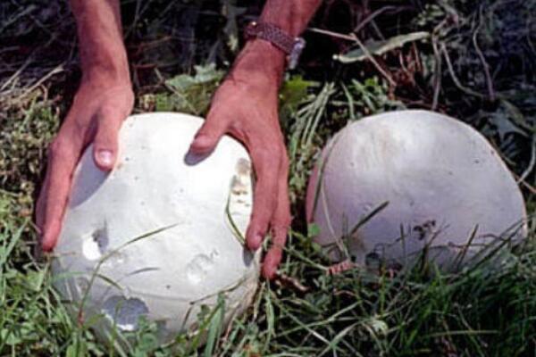 巨形秃马勃:一种大如足球的蘑菇(最大可长到五英尺)893 / 作者:UFO爱好者 / 帖子ID:72457