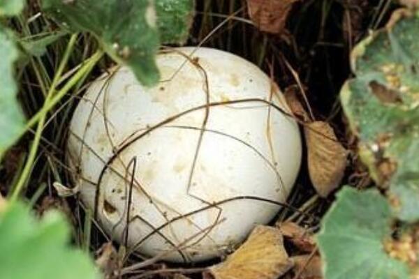 大秃马勃:犹如健身球般硕大的蘑菇(直径可达一米)994 / 作者:UFO爱好者 / 帖子ID:72451