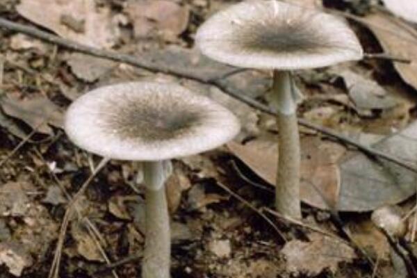 黑菇:能染黑手指的蘑菇(清洗时连指甲都会黑)855 / 作者:UFO爱好者 / 帖子ID:72448
