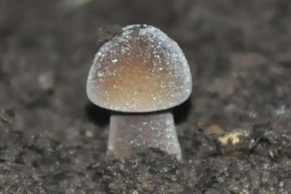 轴灰包菌:能止血解毒的蘑菇(尤其对咽喉肿痛有效)999 / 作者:UFO爱好者 / 帖子ID:72284