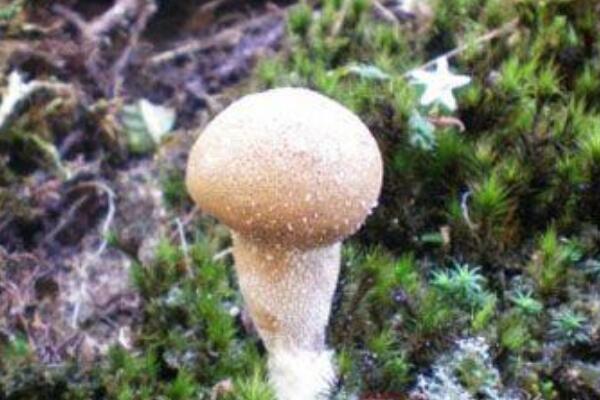 轴灰包菌:能止血解毒的蘑菇(尤其对咽喉肿痛有效)339 / 作者:UFO爱好者 / 帖子ID:72284