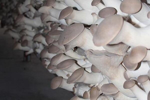 轴灰包菌:能止血解毒的蘑菇(尤其对咽喉肿痛有效)176 / 作者:UFO爱好者 / 帖子ID:72284
