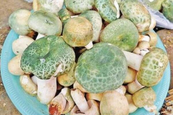 云南野生菌：总数多达250多种(黑松露也产自云南)234 / 作者:UFO爱好者 / 帖子ID:72281