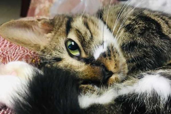 成年野猫可以养熟吗?需要一定相处时间(掌握驯养技巧)344 / 作者:UFO爱好者 / 帖子ID:72098