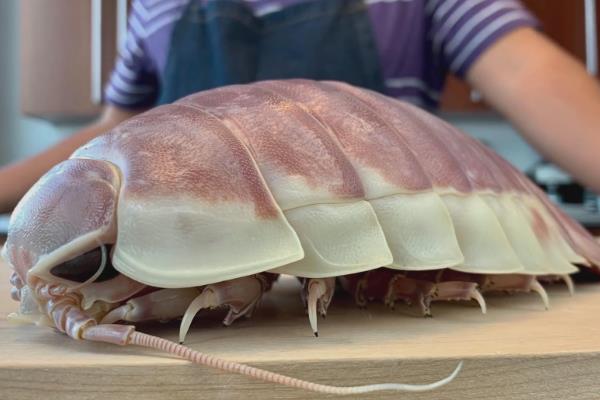 大王具足虫能吃吗?日本人最爱油炸吃(味道就像龙虾)849 / 作者:UFO爱好者 / 帖子ID:70634