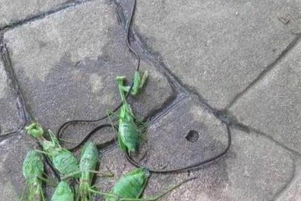 铁线虫会寄生在人体吗?铁线虫在人体能存活3-4年233 / 作者:UFO爱好者 / 帖子ID:95880