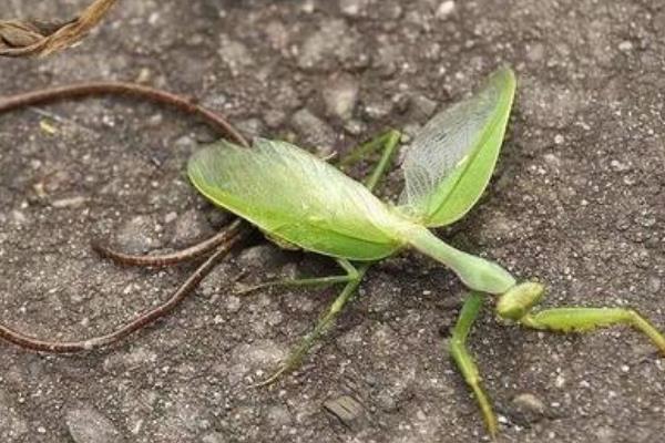 铁线虫会寄生在人体吗?铁线虫在人体能存活3-4年972 / 作者:UFO爱好者 / 帖子ID:95880