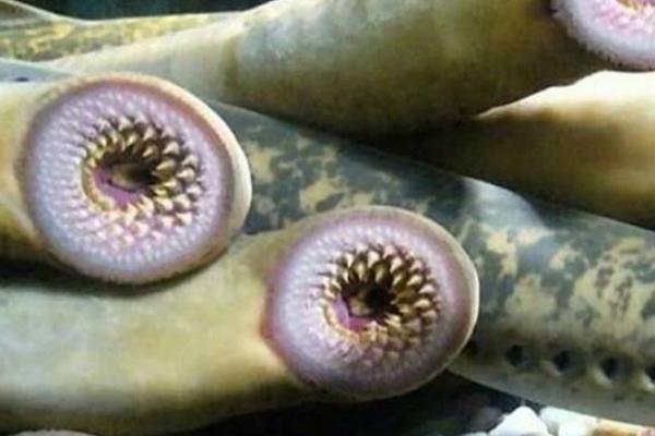 僵尸鱼是怎么回事?擅长钻破大鱼的肚皮(寄生啃食宿主)168 / 作者:UFO爱好者 / 帖子ID:95716