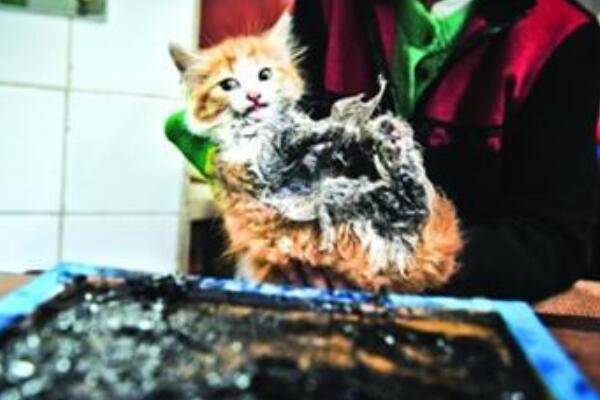 微波炉虐猫事件结果:涉事男子被判三个月(并处以罚金)916 / 作者:UFO爱好者 / 帖子ID:67245