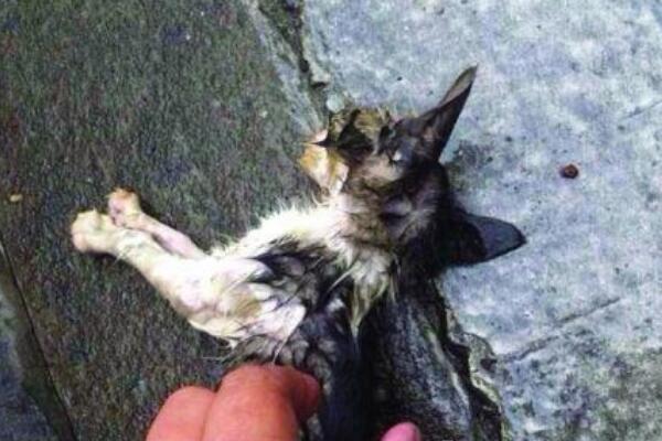 微波炉虐猫事件结果:涉事男子被判三个月(并处以罚金)58 / 作者:UFO爱好者 / 帖子ID:67245