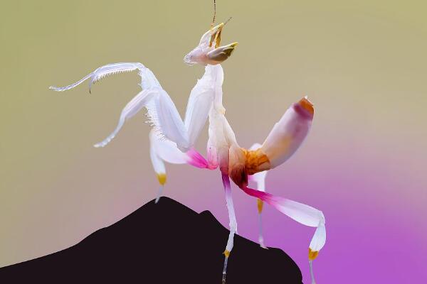 枯叶螳螂vs兰花螳螂:昆虫界的两大伪装大师(像叶像花)881 / 作者:UFO爱好者 / 帖子ID:95712