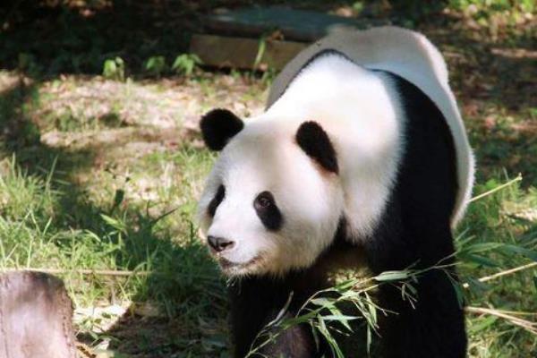 大熊猫:只有中国才有的熊类(仅凭可爱就征服全世界)912 / 作者:UFO爱好者 / 帖子ID:95326