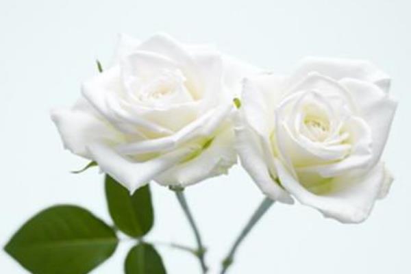 白玫瑰花语:代表着纯洁无暇的爱情(婚礼上经常使用)749 / 作者:UFO爱好者 / 帖子ID:68593