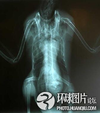 震惊全球的真假“外星人”事件832 / 作者:UFO爱好者 / 帖子ID:90589
