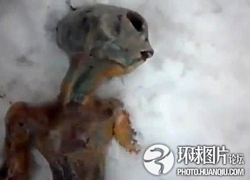 震惊全球的真假“外星人”事件456 / 作者:UFO爱好者 / 帖子ID:90589