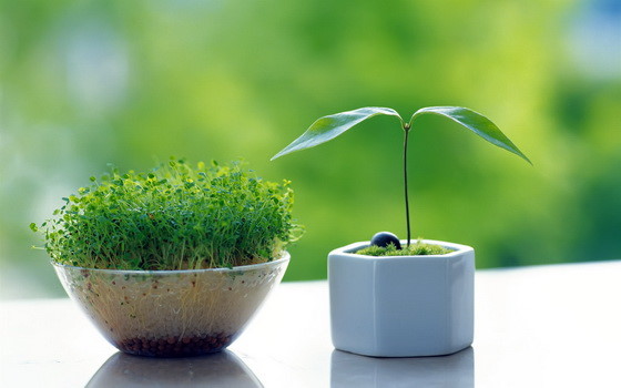 绿色植物吸尘吗?552 / 作者:UFO爱好者 / 帖子ID:76206 绿色植物吸尘吗?552 / 作者:UFO爱好者 / 帖子ID:76206