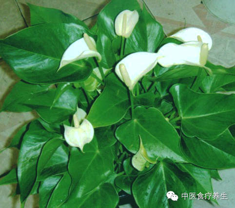 雾霾来袭,推荐20种植物清新空气330 / 作者:UFO爱好者 / 帖子ID:75997 雾霾来袭,推荐20种植物清新空气330 / 作者:UFO爱好者 / 帖子ID:75997