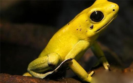 揭秘动物界最恐怖生物金毒镖蛙之谜？883 / 作者:UFO爱好者 / 帖子ID:85506