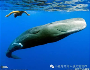 海中巨魔利维坦鲸 盘点史前十大巨型怪物499 / 作者:UFO爱好者 / 帖子ID:85622