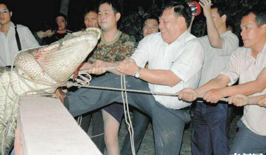 世界鳄鱼吃人事件盘点 鳄鱼肚中的竟有人类尸体残肢89 / 作者:UFO爱好者 / 帖子ID:85098