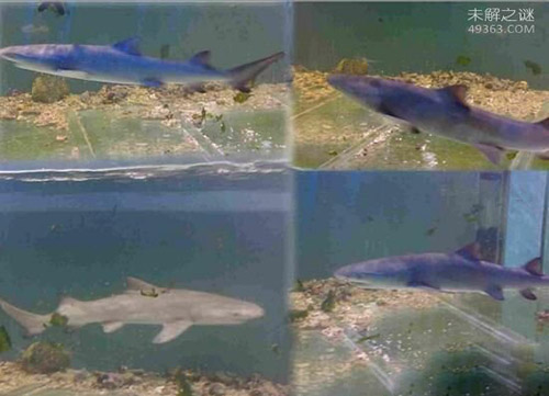 柠檬鲨成新宠，饲养费用每月2000元以上437 / 作者:UFO爱好者 / 帖子ID:84572
