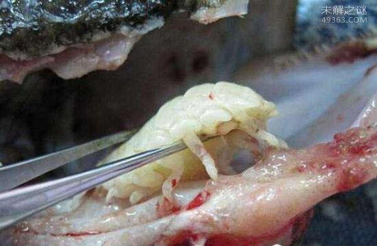 外星寄生虫控制美女身体，吸血液为食39 / 作者:UFO爱好者 / 帖子ID:71228