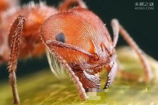 红火蚁，日本首次确认发现（剧毒）992 / 作者:UFO爱好者 / 帖子ID:82775