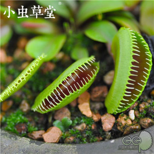 奇异的植物：十九种最罕见的珍稀植物物种545 / 作者:UFO爱好者 / 帖子ID:84721