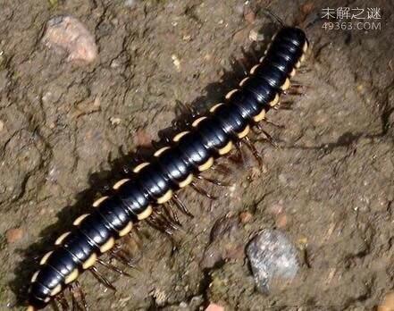 巨型马陆,三米长的千足虫竟没有天敌491 / 作者:UFO爱好者 / 帖子ID:83523