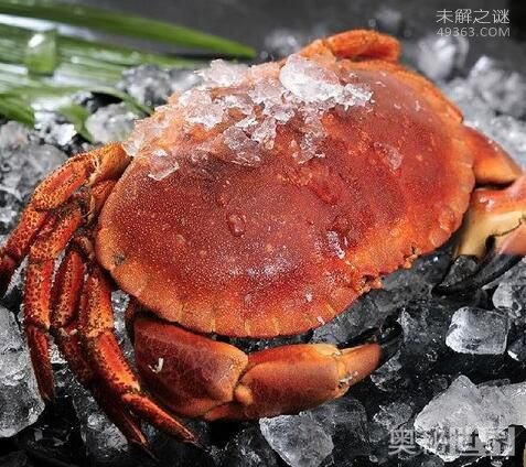 正直爱洁蟹,此蟹有毒不能食用814 / 作者:UFO爱好者 / 帖子ID:82697