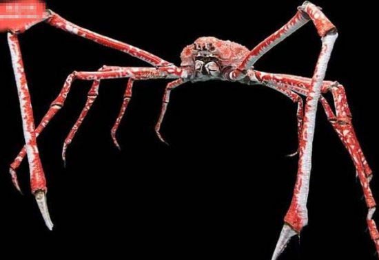 全球12种神奇生物 海洋中竟有独角兽23 / 作者:UFO爱好者 / 帖子ID:85773