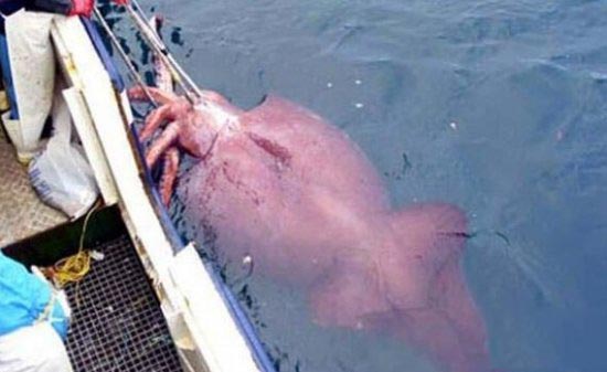全球12种神奇生物 海洋中竟有独角兽57 / 作者:UFO爱好者 / 帖子ID:85773