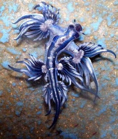 全球12种神奇生物 海洋中竟有独角兽504 / 作者:UFO爱好者 / 帖子ID:85773