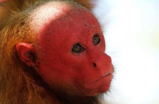 全球12种神奇生物 海洋中竟有独角兽418 / 作者:UFO爱好者 / 帖子ID:85773